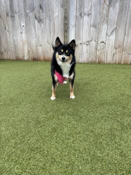 Pomsky Dogs Available for Adoption - Clover | PetCurious