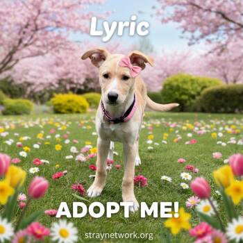 Labrador Retriever and Husky Dogs Available for Adoption in Hatfield, Pennsylvania - Lyric | PetCurious