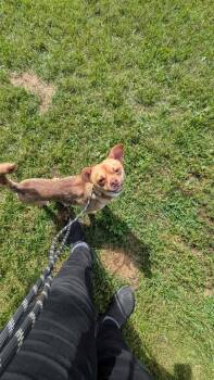 Lucky -  Mixed Breed Dog for Adoption in Vaudreuil-dorion, Quebec - Lucky | PetCurious