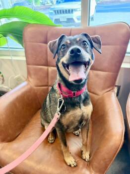 Beagle and Terrier Dogs Available for Adoption in Fairfax, Virginia - Jayde | PetCurious