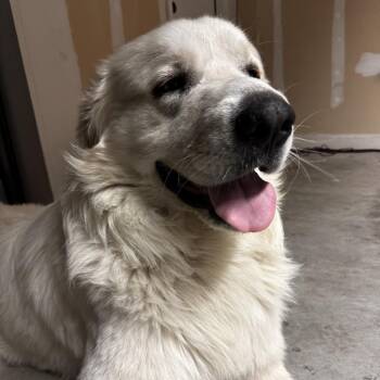 Great Pyrenees Dogs Available for Adoption in Austin, Texas - Zeus | PetCurious