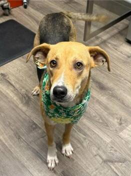 Noreen -  Beagle and German Shepherd Dog Dog for Adoption in Sedalia, Colorado - Noreen | PetCurious