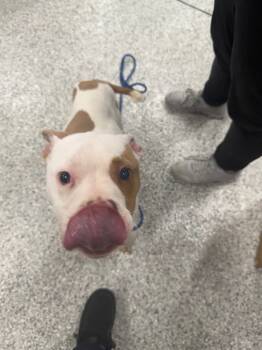 Rescue Terrier Dogs for Adoption in Auburn, Indiana - Special Forces | PetCurious