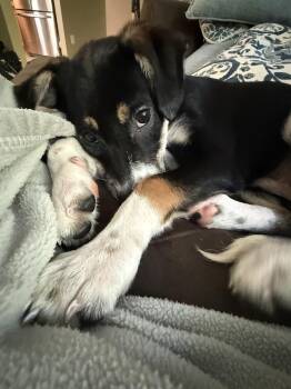 Charlie -  Terrier and Border Collie Dog for Adoption in New York, New York - Charlie | PetCurious