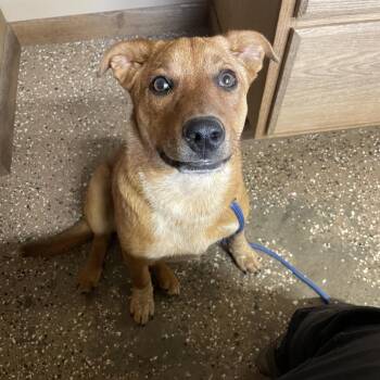 Cattle Dog Dogs Available for Adoption - Sabrina | PetCurious