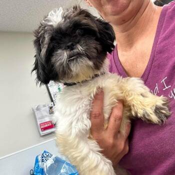 Elsie -  Mixed Breed Dog for Adoption in Fredericksburg, Virginia - Elsie | PetCurious