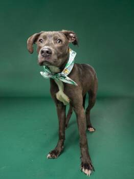 Zeus -  Pit Bull Terrier and Mixed Breed Dog for Adoption in Atlanta, Georgia - Zeus | PetCurious