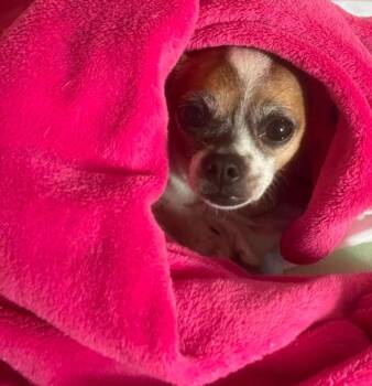 Pee wee -  Chihuahua Dog for Adoption in Lexington, Kentucky - Pee Wee | PetCurious