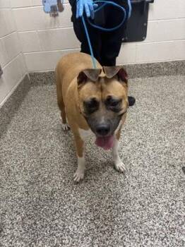Nova -  Pit Bull Terrier and Mixed Breed Dog for Adoption in Westland, Michigan - Nova | PetCurious