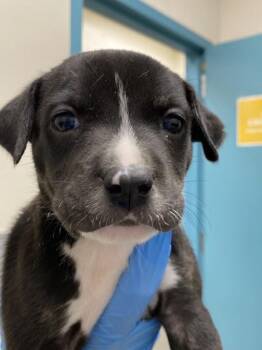 MARK FROM PAYROLL -  Pit Bull Terrier Dog for Adoption in Las Vegas, Nevada - MARK FROM PAYROLL | PetCurious