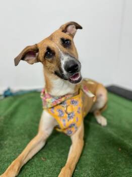 German Shepherd Dog and Mixed Breed Dogs Available for Adoption - Bea | PetCurious