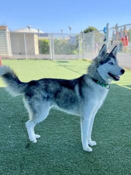 Rescue Siberian Husky Dogs for Adoption in Vallejo, California - Jenkins | PetCurious