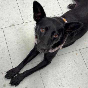 mushu -  Border Collie and Mixed Breed Dog for Adoption in Bellingham, Washington - Mushu | PetCurious