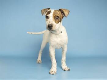 Australian Cattle Dog Blue Heeler Dogs Available for Adoption in Phoenix, Arizona - NOVA | PetCurious