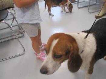 DIXIE -  Beagle Dog for Adoption in Ocala, Florida - DIXIE | PetCurious
