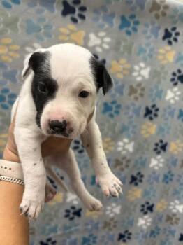 Labrador Retriever and Mixed Breed Dogs Available for Adoption - CHICO | PetCurious