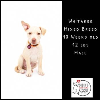 Whitaker -  Mixed Breed Dog Available for Adoption - Whitaker | PetCurious