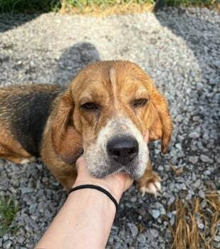 Lucy Lou -  Beagle Dog for Adoption in Mocksville, North Carolina - Lucy Lou | PetCurious