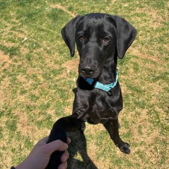 Black Labrador Retriever Dogs Available for Adoption in Harrisonburg, Virginia - Cora | PetCurious