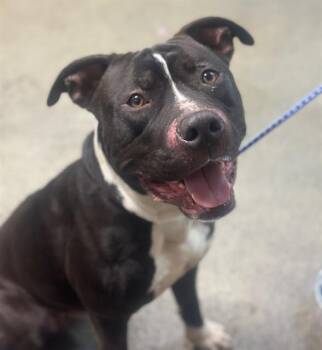 Mixed Breed Dogs Available for Adoption - STYROFOAM | PetCurious