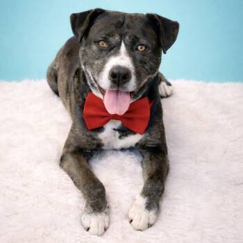 Mixed Breed Dogs Available for Adoption - Dexter | PetCurious