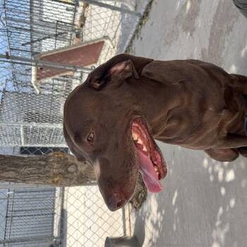 Cocoa -  German Shorthaired Pointer and Chocolate Labrador Retriever Dog for Adoption in Washington, Utah - Cocoa | PetCurious