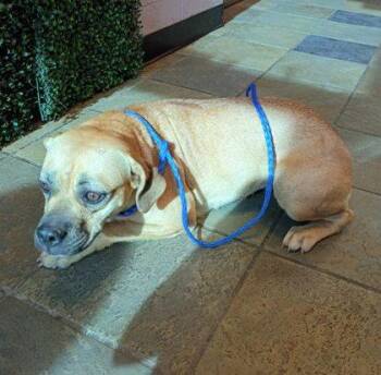 61593470 -  Mixed Breed Dog for Adoption in El Paso, Texas - 61593470 | PetCurious