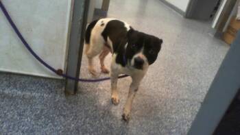 Mixed Breed Dogs Available for Adoption in Charlotte, North Carolina - A1264974 | PetCurious