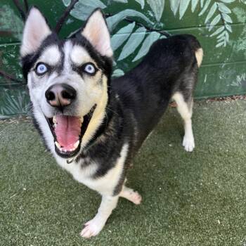 Husky Dogs Available for Adoption in Fairport, New York - Marley | PetCurious