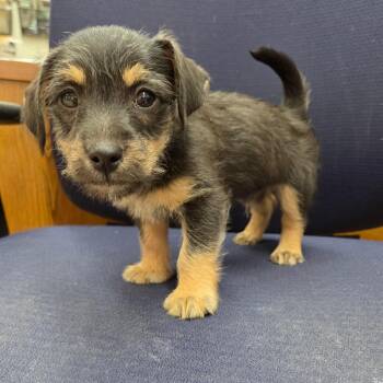Cairn Terrier and Beagle Dogs Available for Adoption - Waltz | PetCurious