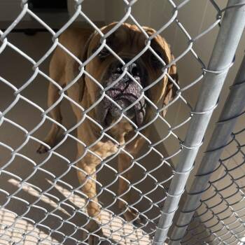 Teenie -  Mastiff Dog for Adoption in Newark, New Jersey - Teenie | PetCurious