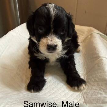 Samwise 22500 -  Dachshund and Mixed Breed Dog for Adoption in Cumming, Georgia - Samwise 22500 | PetCurious