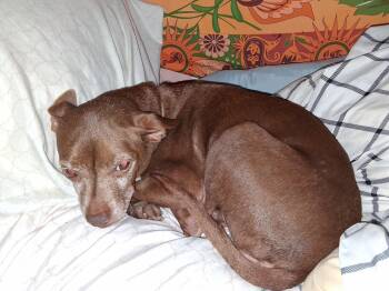 Tippy -  Chihuahua Dog for Adoption in Staatsburg, New York - Tippy | PetCurious