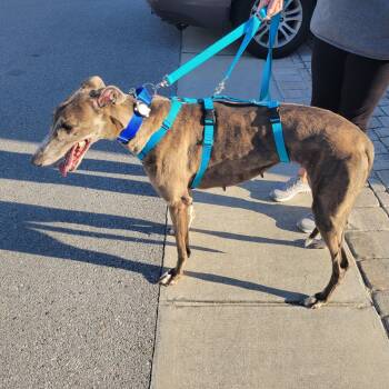 Rescue Greyhound Dogs for Adoption in Tarpon Springs, Florida - Twenty Pastseven (Winnie) | PetCurious