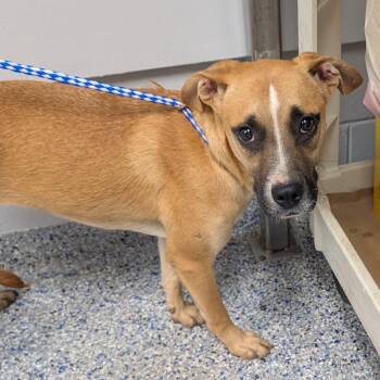 Ryan -  Mixed Breed Dog for Adoption in Greenville, South Carolina - Ryan | PetCurious