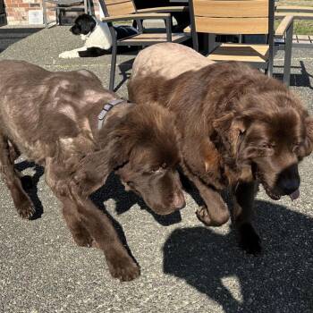 tilly -  Newfoundland Dog Dog for Adoption in Bellingham, Washington - Tilly | PetCurious