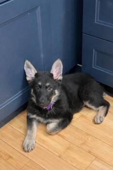German Shepherd Dog Dogs Available for Adoption - Wolfe | PetCurious