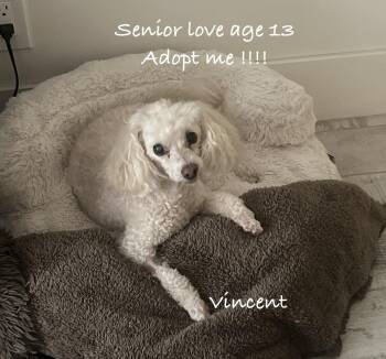 Vincent -  Poodle Dog for Adoption in Las Vegas, Nevada - Vincent | PetCurious