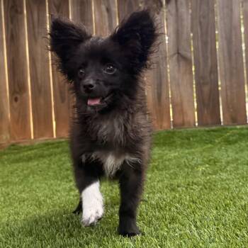 Kong -  Pomeranian Dog for Adoption in Anderson, South Carolina - Kong | PetCurious