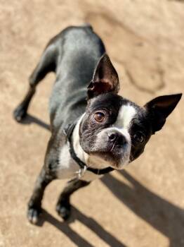 Rescue Boston Terrier Dogs for Adoption in Urbandale, Iowa - Boston | PetCurious