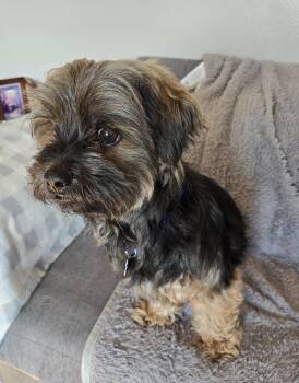Yorkshire Terrier and Shih Tzu Dogs Available for Adoption - Tebow | PetCurious