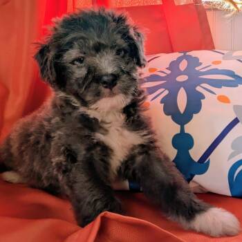 Wren -  Schnoodle and Pit Bull Terrier Dog for Adoption in Grand Rapids, Michigan - Wren | PetCurious