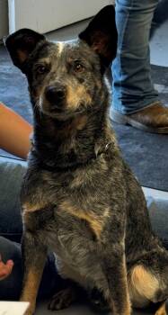 Rescue Australian Cattle Dog Blue Heeler Dogs for Adoption in Berea, Kentucky - Zero | PetCurious