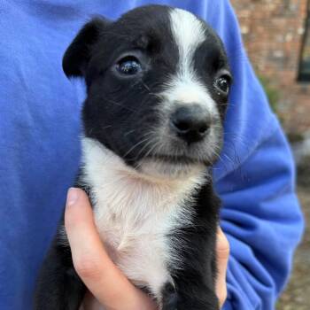 Pit Bull Terrier Dogs Available for Adoption - Ozzie | PetCurious