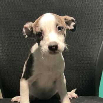 Sperry -  Mixed Breed Dog for Adoption in Durant, Oklahoma - Sperry | PetCurious