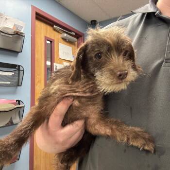 Terrier Dogs Available for Adoption - Dot | PetCurious
