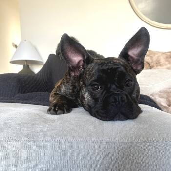 Rescue English Bulldog Dogs for Adoption in San Francisco, California - Mia | PetCurious