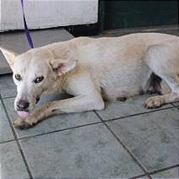 Rescue Shepherd Dogs for Adoption in Brock, Texas - Ginger | PetCurious