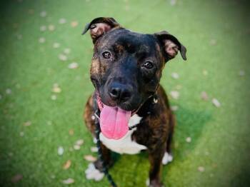 TROUT -  Pit Bull Terrier Dog for Adoption in Orlando, Florida - TROUT | PetCurious