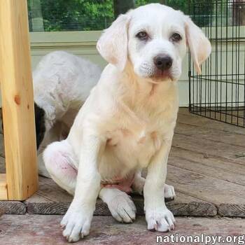 Great Pyrenees and Border Collie Dogs Available for Adoption in Beacon, New York - Onion In KY - Laid-back & Easy-going Pup! | PetCurious
